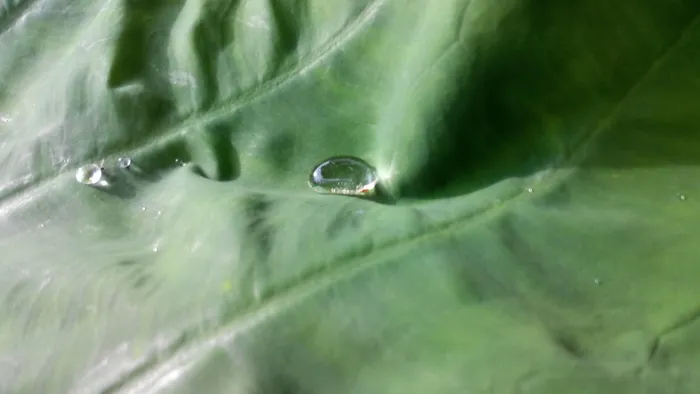 叶子，水，水滴，植物部分，特写，绿色，没有人，全框架