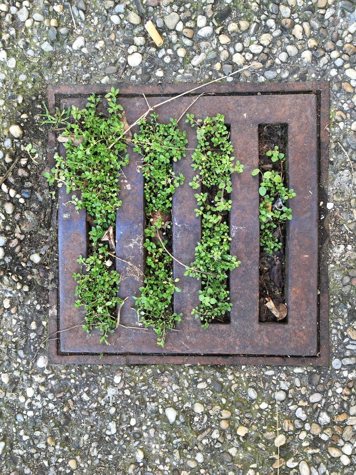 通道、盖子、道路、人孔盖、污水系统、工厂、无人、白天