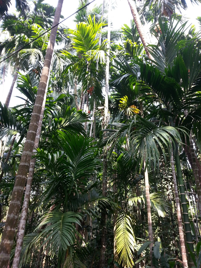 印度，喀拉拉邦，树木，香料农场，假日，树木，生长，植物