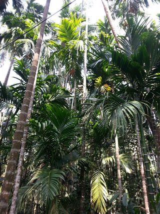 印度，喀拉拉邦，树木，香料农场，假日，树木，生长，植物