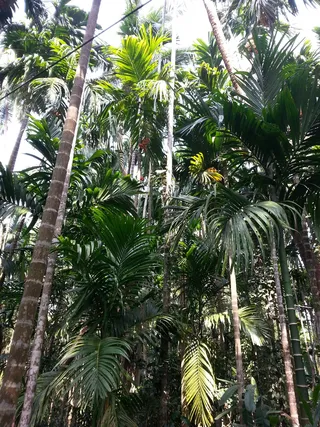 印度，喀拉拉邦，树木，香料农场，假日，树木，生长，植物
