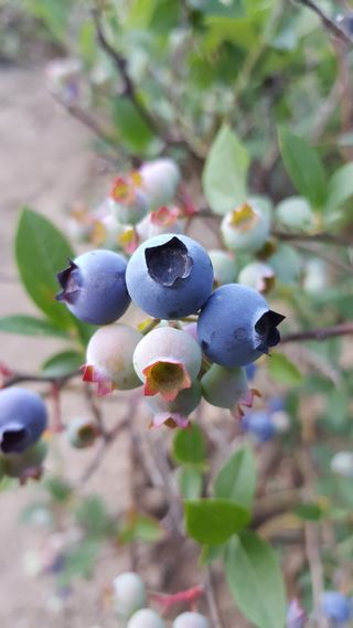 蓝莓，浆果，甜味，生长，植物，特写，没有人，叶子