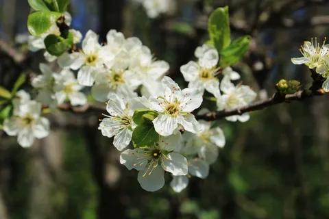 花,梅花,树枝,梅花树,梅花,授粉,工作,花园 花,梅花,树枝,梅花树,梅花,授粉,工作,花园