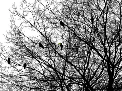 怪鸟，巨嘴鸟，乌鸦，剪影，树枝，近距离，自然，树