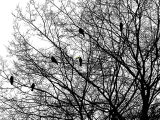 怪鸟，巨嘴鸟，乌鸦，剪影，树枝，近距离，自然，树