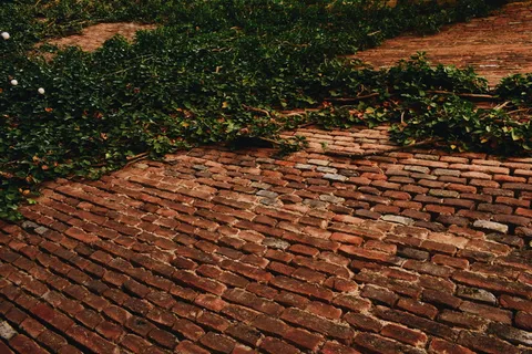 罗马尼亚，alba iulia，alba carolina城堡，墙，砖，自然背景，自然壁纸，藤蔓