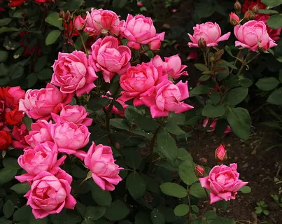 照片,粉色,花瓣花,玫瑰丛,花朵,花朵,芳香,植物 照片,粉色,花瓣花,玫瑰丛,花朵,花朵,芳香,植物