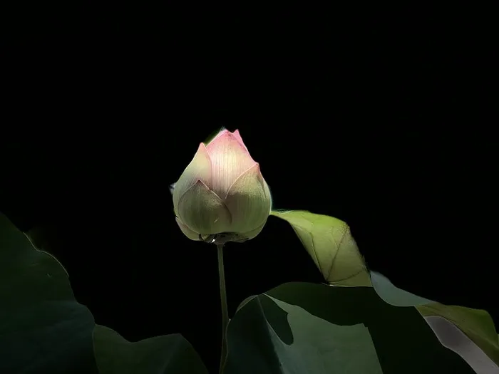 粉红色的莲花，淡淡的，淡淡的，黑色的，花蕾，莲花，花朵，开花的植物