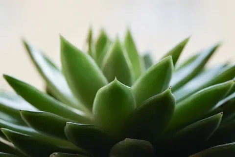 肉质,绿色植物,仙人掌,刺,植物,植物,花,穗状花序 肉质,绿色植物,仙人掌,刺,植物,植物,花,穗状花序