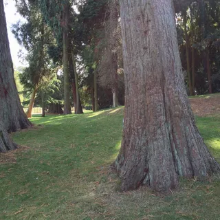 红杉，红杉，红杉树，森林，巨红杉，猛犸树，树，植物