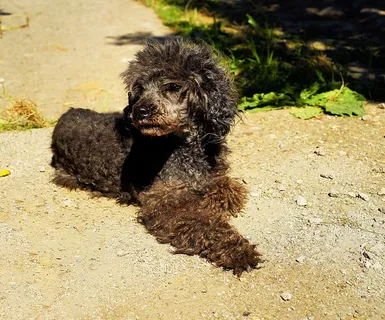 狗,贵宾犬,迷你贵宾犬,可爱,可爱,皮毛,诱饵,动物 狗,贵宾犬,迷你贵宾犬,可爱,可爱,皮毛,诱饵,动物