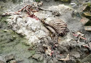 绵羊，胴体，腐烂，肋骨，头骨，腐烂，动物，一只动物