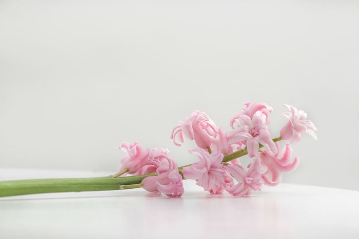 浅色，聚焦摄影，粉色，花朵，花朵，花瓣，植物，自然