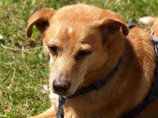 狗，老年人，老年人，肖像，一种动物，狗，哺乳动物，家养