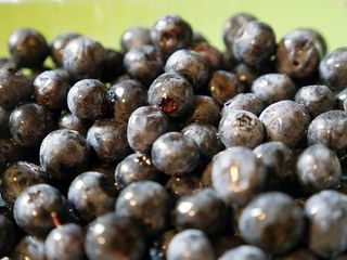 绿色盘子上蓝莓的特写镜头