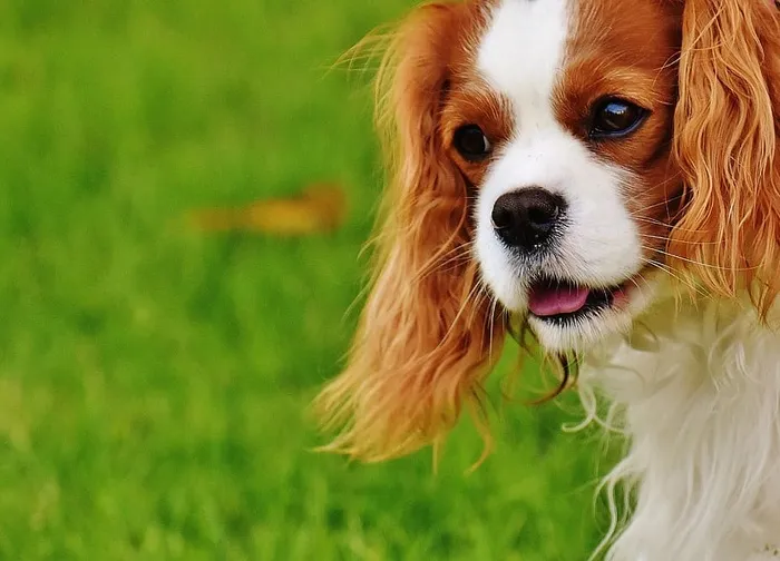 布伦海姆骑士查尔斯国王猎犬特写摄影