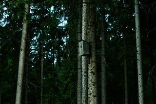 灰色、鸟舍、树干、绿色、棕色、树木、植物、森林