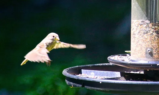 蜂鸟，鸟，飘动，自然，脊椎动物，一种动物，野生动物，野生动物