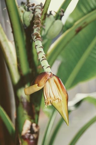 香蕉，香蕉植物，植物，灌木，香蕉树，花序，花序，热带