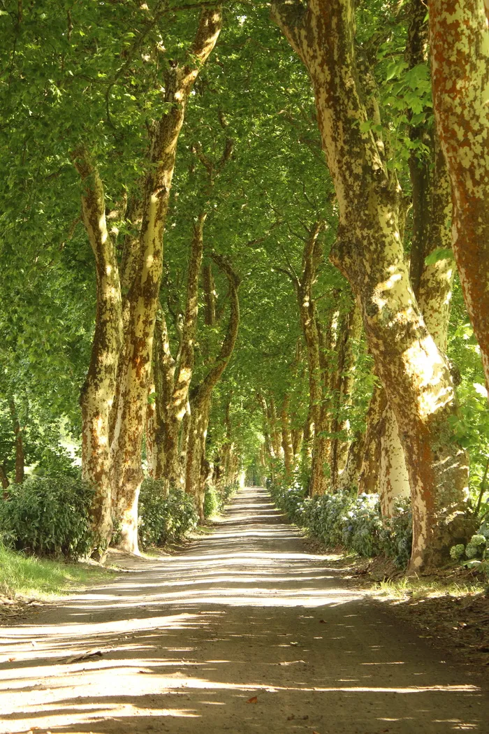 道路，枫树，阴影，车前草，乡村，场景，乡村，方向