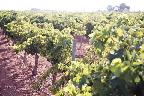 生长、农业、葡萄园、植物、田地、自然、景观、食品和饮料