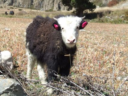 牦牛，喜马拉雅山脉，尼泊尔，动物，哺乳动物，动物主题，牲畜，脊椎动物