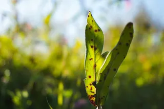 树，叶子，绿色，自然，太阳，夏天，树木，森林