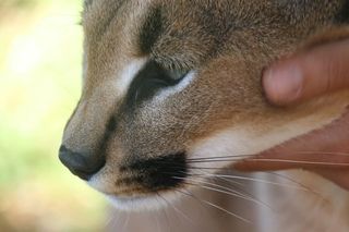 豹子幼崽的特写照片