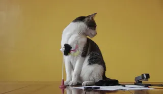 菲律宾，小猫，可爱，ph，猫，动物，猫，侧视图