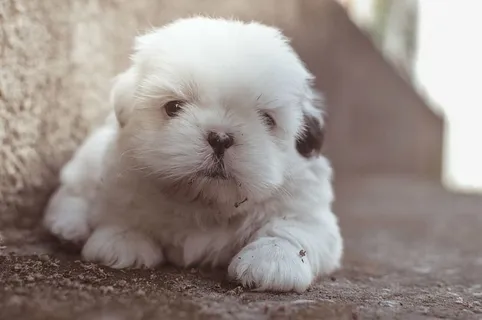 可爱,动物,狗,可爱,狗,毛茸茸的,宠物,小狗 可爱,动物,狗,可爱,狗,毛茸茸的,宠物,小狗