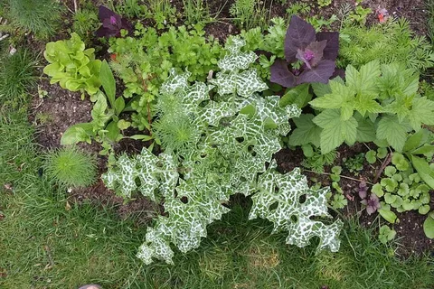 花园,奶蓟,草,草药,植物,天然,植物,有机 花园,奶蓟,草,草药,植物,天然,植物,有机