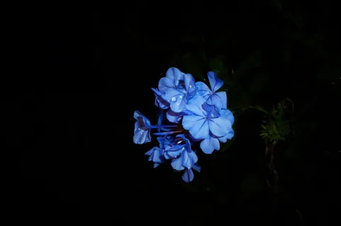 紫色花朵 紫色花朵