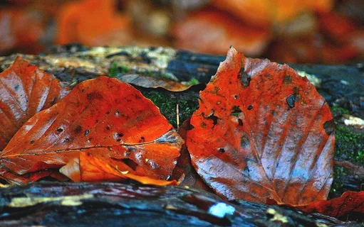 山毛榉,叶子,秋天,红色,叶子,植物部分,特写,橙色 山毛榉,叶子,秋天,红色,叶子,植物部分,特写,橙色
