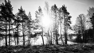 树木，单色，黑白，日出，阳光，冬天，雪，寒冷