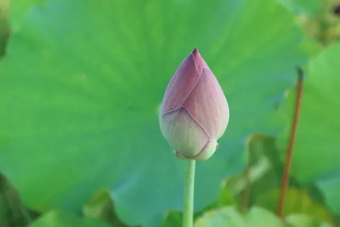 莲花、粉色、开放、花朵、室外、池塘、植物、花朵 莲花、粉色、开放、花朵、室外、池塘、植物、花朵