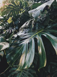 葡萄牙,叶子,植物,花园,丛林,怪物,自然,自然 葡萄牙,叶子,植物,花园,丛林,怪物,自然,自然