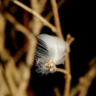 羽毛，自然，宏，鸟羽毛，羽绒，轻盈，舒适，公开记录