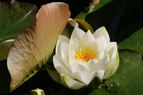 水,礼来,花,池,白,水礼来,科茨沃尔德,英国 水,礼来,花,池,白,水礼来,科茨沃尔德,英国