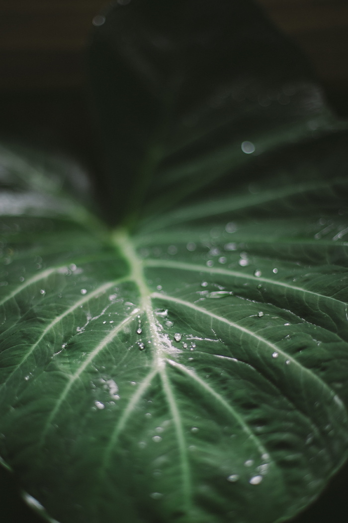 绿叶，绿叶，雨滴，水，雨，森林，绿，叶