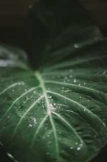 绿叶，绿叶，雨滴，水，雨，森林，绿，叶