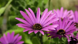 非洲雏菊、骨精、花、紫色、自然、春天、植物、花朵