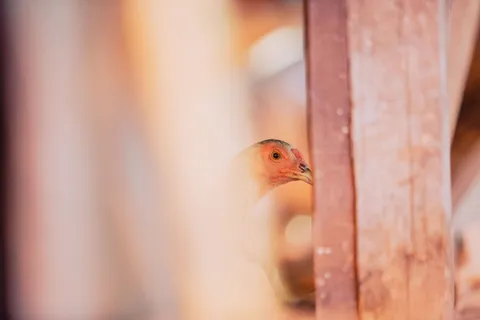 鸡、鸡、木制品、木材、图像、戏剧、古代、盖斯特