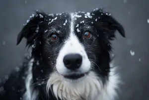 成年黑白边境牧羊犬的选择性聚焦摄影
