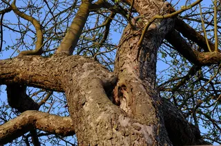 树, 自然, 木头, 冬天, 卡尔, 日志, 部落, 审美