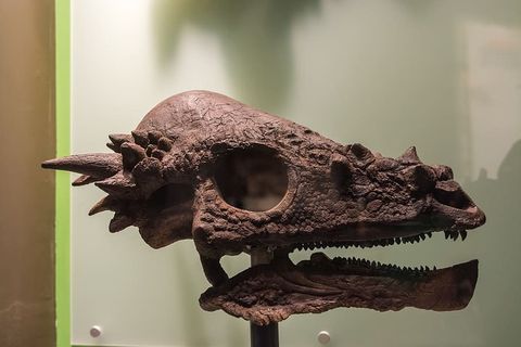 恐龙，动物，灭绝，关注前景，动物，没有人，动物主题，动物表现