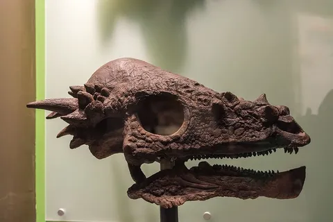 恐龙，动物，灭绝，关注前景，动物，没有人，动物主题，动物表现