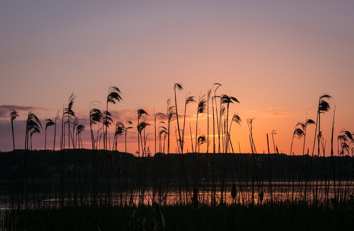 植物剪影、日落、湖泊、自然、天空、风景、水边、寂静