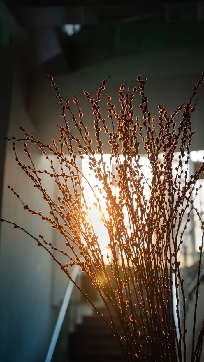 阳光，阳光，背光，背光，早晨，晨光，早晨植物，模糊植物