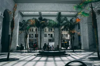 混凝土墙附近的棕榈树