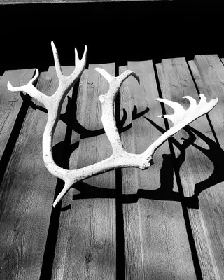 鹿角，缰绳，山，白色，装饰，对比，木质材料，没有人